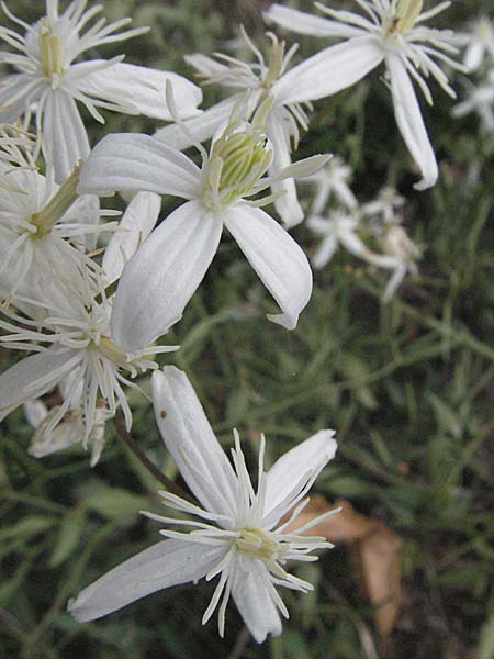 Clematis flammula \ Brennende Waldrebe / Virgin's Bower, F Pyrenäen/Pyrenees, Eus 14.8.2006