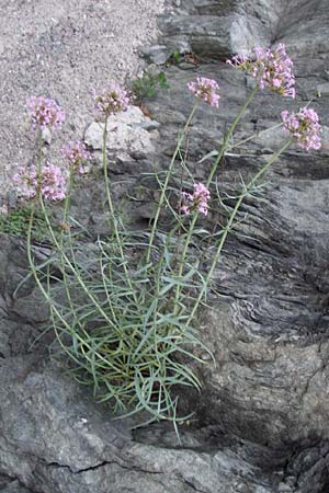 Centranthus angustifolius \ Schmalblttige Spornblume / Narrow-Leaved Valerian, F Pyrenäen/Pyrenees, Olette 27.6.2008