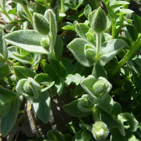 Cerastium latifolium \ Breitblttiges Hornkraut, Kalkalpen-Hornkraut / Broad-Leaved Chickweed, F Col de Lautaret Botan. Gar. 28.6.2008