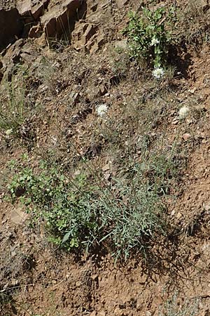 Cephalaria leucantha \ Weier Schuppenkopf, F Pyrenäen, Molitg-les-Bains 23.7.2018