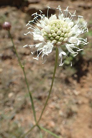 Cephalaria leucantha \ Weier Schuppenkopf, F Pyrenäen, Molitg-les-Bains 23.7.2018