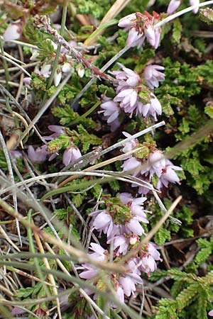Calluna vulgaris \ Heidekraut, Besen-Heide / Heather, F Pyrenäen/Pyrenees, Mont Llaret 31.7.2018