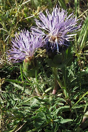 Carthamus mitissimus \ Blaue Frberdistel / Blue Safflower, F Causse du Larzac 8.6.2006