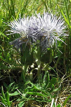 Carthamus mitissimus \ Blaue Frberdistel / Blue Safflower, F Causse du Larzac 8.6.2006