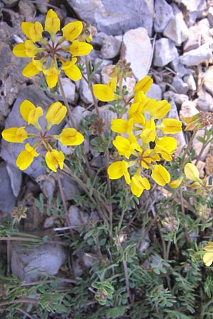 Coronilla minima \ Kleine Kronwicke / Small Scorpion Vetch, F Col de Gleize 22.6.2008