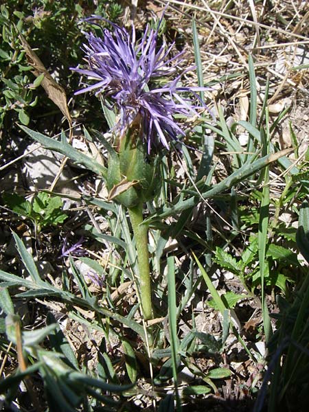 Carthamus mitissimus \ Blaue Frberdistel, F La-Palud-sur-Verdon 23.6.2008