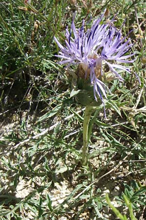 Carthamus mitissimus \ Blaue Frberdistel / Blue Safflower, F La-Palud-sur-Verdon 23.6.2008