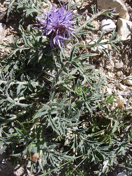 Carthamus mitissimus \ Blaue Frberdistel, F La-Palud-sur-Verdon 23.6.2008