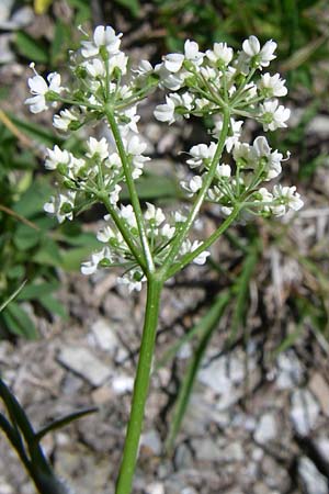 Conopodium majus \ Franzsische Erdkastanie, F Pyrenäen, Puymorens 26.6.2008