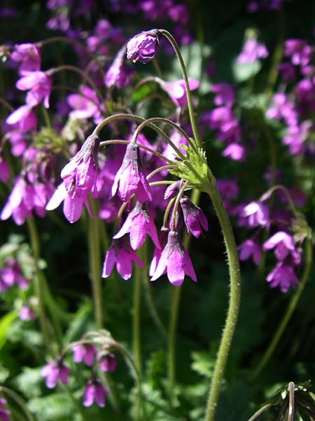 Primula matthioli \ Alpen-Glckel, F Col de Lautaret Botan. Gar. 28.6.2008