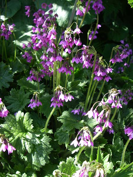 Primula matthioli \ Alpen-Glckel, F Col de Lautaret Botan. Gar. 28.6.2008