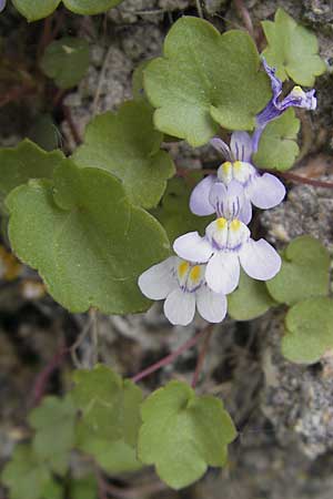 Cymbalaria muralis / Ivy-Leaved Toadflax, Kenilworth Toadflax, F Saint Veran (Dourbie) 30.5.2009