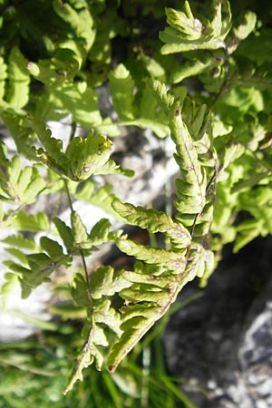 Cystopteris montana \ Berg-Blasenfarn, F Pyrenäen, Gourette 25.8.2011