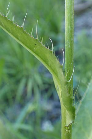 Cirsium monspessulanum \ Montpellier-Kratzdistel, F Gorges du Bachelard 9.7.2016