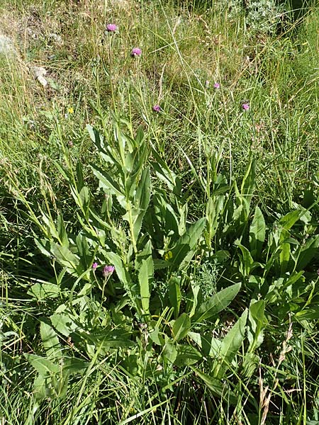 Cirsium monspessulanum \ Montpellier-Kratzdistel / Montpellier Thistle, F Gorges du Bachelard 9.7.2016