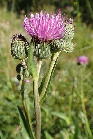 Cirsium monspessulanum \ Montpellier-Kratzdistel / Montpellier Thistle, F Gorges du Bachelard 9.7.2016