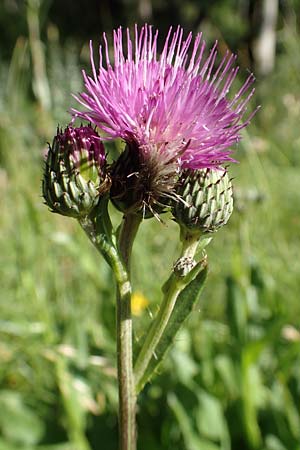 Cirsium monspessulanum \ Montpellier-Kratzdistel, F Gorges du Bachelard 9.7.2016