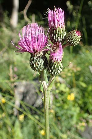 Cirsium monspessulanum \ Montpellier-Kratzdistel, F Gorges du Bachelard 9.7.2016