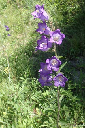 Campanula medium \ Marien-Glockenblume / Canterbury Bells, F Gap 9.7.2016