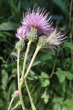 Cirsium monspessulanum \ Montpellier-Kratzdistel, F Pyrenäen, Gorges de Galamus 23.7.2018