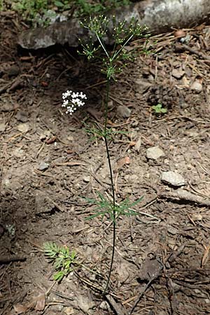 Conopodium majus \ Französische Erdkastanie / Pignut, F Pyrenäen/Pyrenees, Canigou 24.7.2018