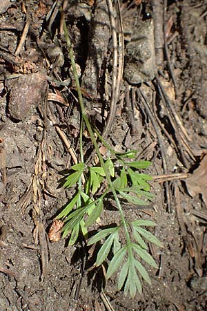 Conopodium majus \ Franzsische Erdkastanie, F Pyrenäen, Canigou 24.7.2018