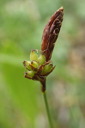 Carex montana \ Berg-Segge / Mountain Sedge, Soft-Leaved Sedge, F Vogesen/Vosges, Grand Ballon 18.6.2019