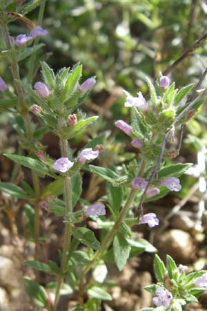 Clinopodium nepeta \ Kleinbltige Bergminze / Lesser Calamint, F Greoux-les-Bains 23.6.2008