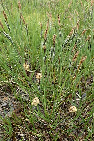 Carex nigra \ Braune Segge, F Col de la Bonette 8.7.2016