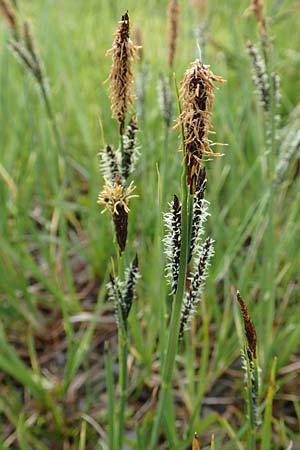 Carex nigra \ Braune Segge / Common Sedge, F Col de la Bonette 8.7.2016