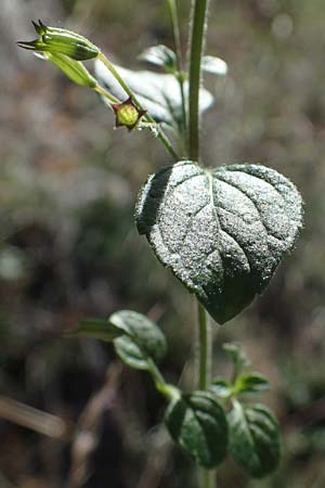 Clinopodium nepeta \ Kleinbltige Bergminze / Lesser Calamint, F Remollon 6.10.2021