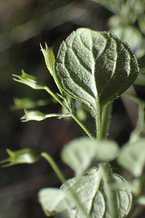 Calamintha nepeta subsp. glandulosa \ Kleinblütige Bergminze / Lesser Calamint, F Remollon 6.10.2021