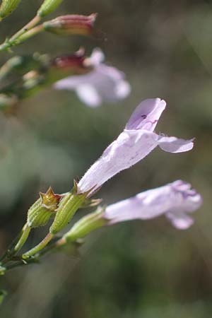 Clinopodium nepeta \ Kleinbltige Bergminze, F Remollon 6.10.2021