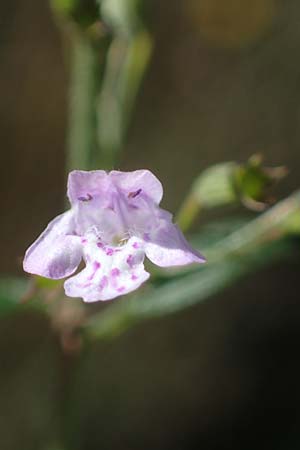 Clinopodium nepeta \ Kleinbltige Bergminze / Lesser Calamint, F Remollon 6.10.2021