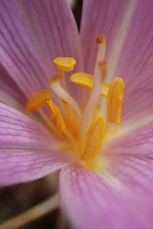 Colchicum neapolitanum \ Neapolitanische Zeitlose / Naples Autumn Crocus, F Maures, La Garde Freinet 8.10.2021