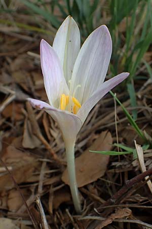 Colchicum neapolitanum \ Neapolitanische Zeitlose / Naples Autumn Crocus, F Maures, La Garde Freinet 8.10.2021