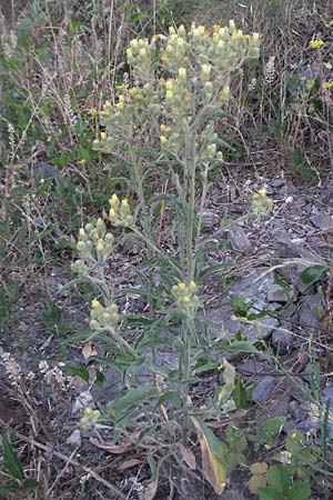 Erigeron bonariensis \ Sdamerikanischer Katzenschweif, Krauser Katzenschweif / Argentine Fleabane, F Valleraugue 8.6.2006