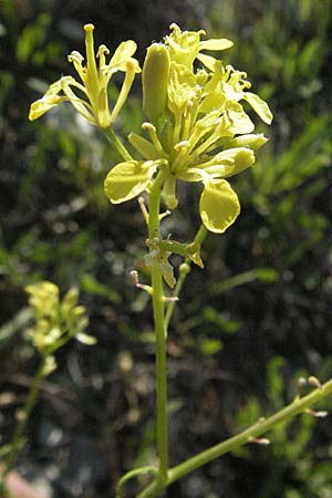 Erucastrum nasturtiifolium \ Stumpfkantige Hundsrauke, F Serres 10.6.2006