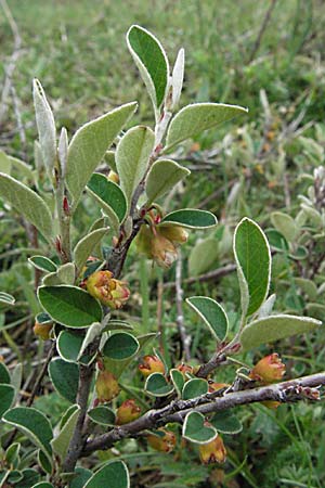 Cotoneaster integerrimus / Wild Cotoneaster, F Pyrenees, Eyne 14.5.2007