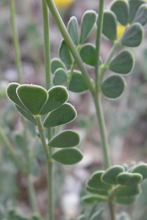 Coronilla glauca / Mediterranean Scorpion Vetch, F Dept. Aveyron,  Tiergues 15.5.2007