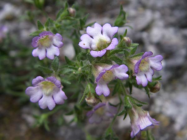 Chaenorhinum origanifolium subsp. crassifolium / Thick-Leaved Toadflax, F Pyrenees, Aude - Gorge 27.6.2008