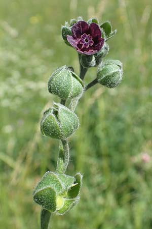 Cynoglossum officinale / Hound's-Tongue, F Col de la Cayolle 9.7.2016