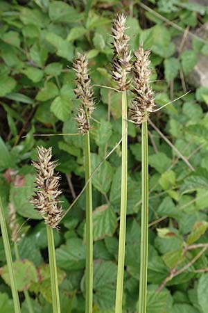 Carex vulpina \ Fuchs-Segge / True Fox Sedge, F Beinheim 27.7.2017