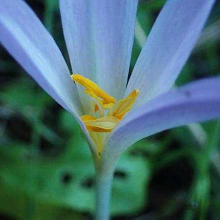 Colchicum autumnale \ Herbst-Zeitlose, F Blieux 6.10.2021