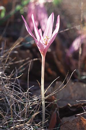 Colchicum neapolitanum \ Neapolitanische Zeitlose / Naples Autumn Crocus, F Maures, La Motte 12.10.2003