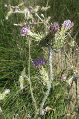 Carduus pycnocephalus \ Knuelkpfige Distel / Plymouth Thistle, F Mauguio 7.6.2006