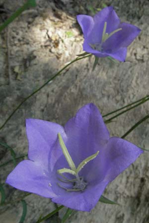 Campanula persicifolia \ Pfirsichblttrige Glockenblume / Peachleaf Bellflower, F Allevard 11.6.2006