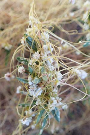 Cuscuta planiflora \ Flachblumige Seide / Red Dodder, Smallseed Dodder, F Barcelonnette 9.7.2016