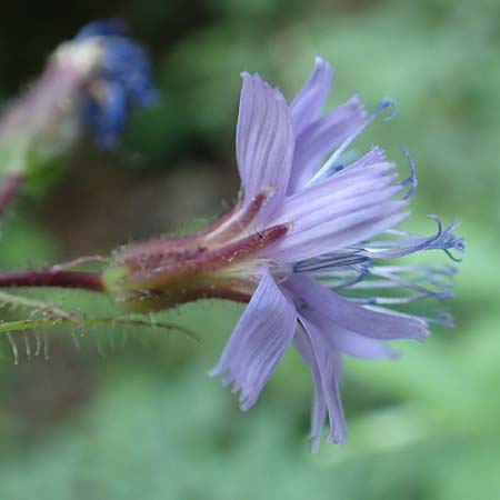 Cicerbita alpina \ Alpen-Milchlattich, Blaue Sau-Distel, F Vogesen, Grand Ballon 2.7.2018