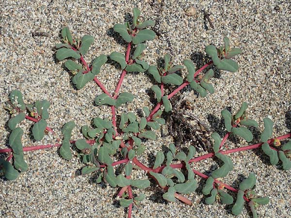 Chamaesyce peplis \ Sumpfquendel-Wolfsmilch / Purple Spurge, F Canet-en-Roussillon 27.7.2018